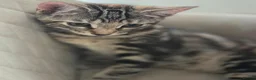 Domestic Shorthair cats for sale: 4 kittens looking for their forever homes 🩷 - Advert 11