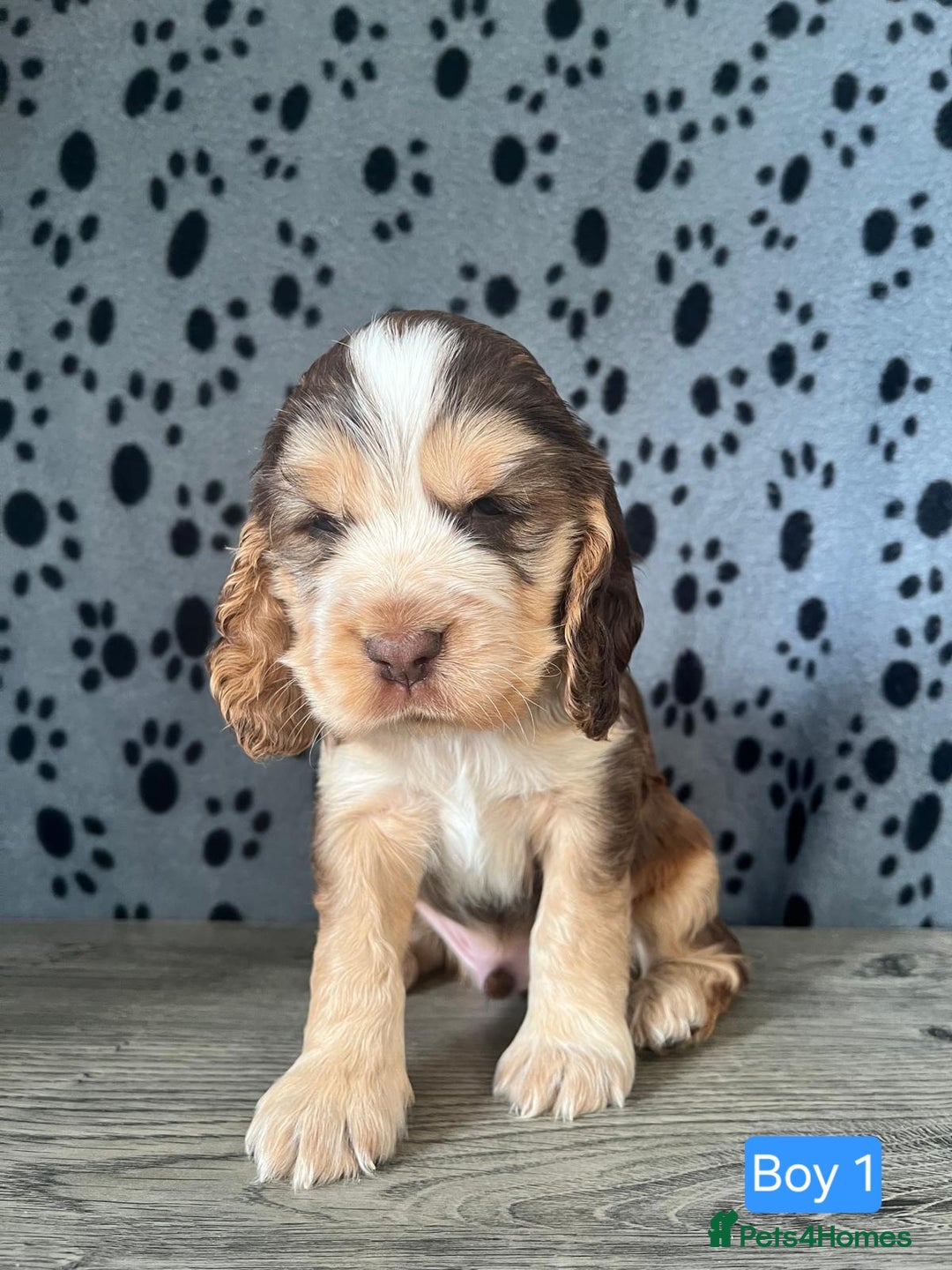 Cocker Spaniel dogs for sale: Beautiful KC Registered Cocker Spaniel Puppies  - Advert 5