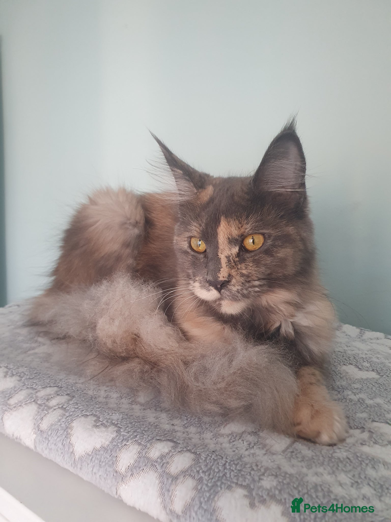 Maine Coon cats 8 mth old maine coon girl - Advert 6