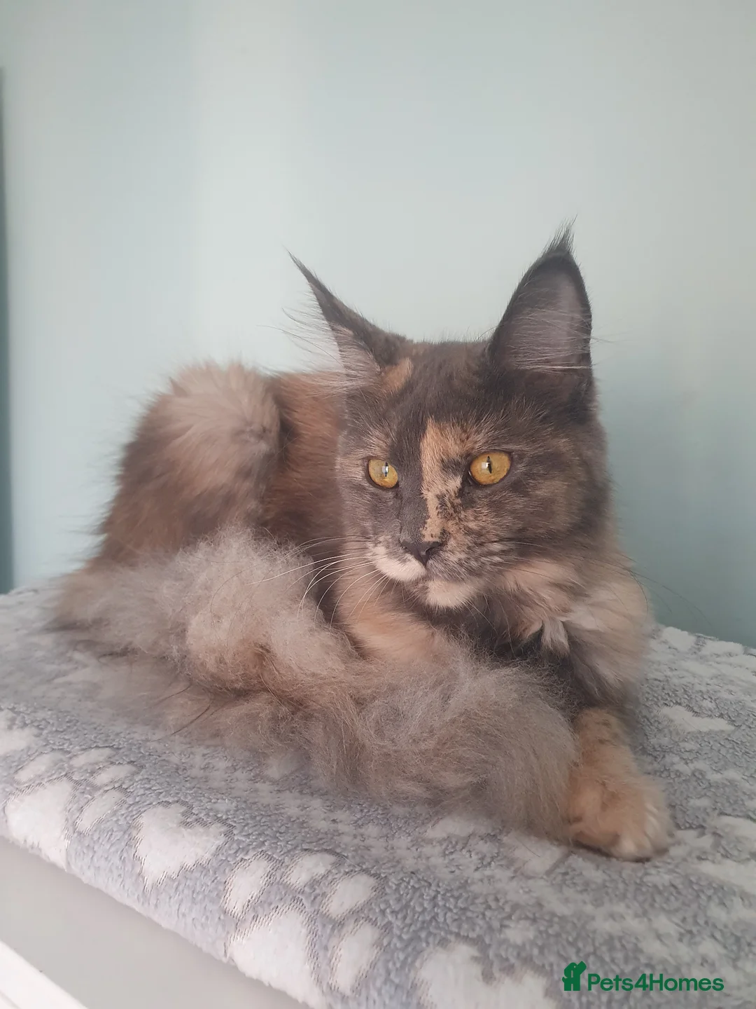 Maine Coon cats for sale: 8 mth old maine coon girl - Advert 1