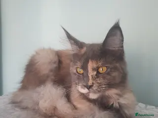 Maine Coon cats 8 mth old maine coon girl - Advert 4