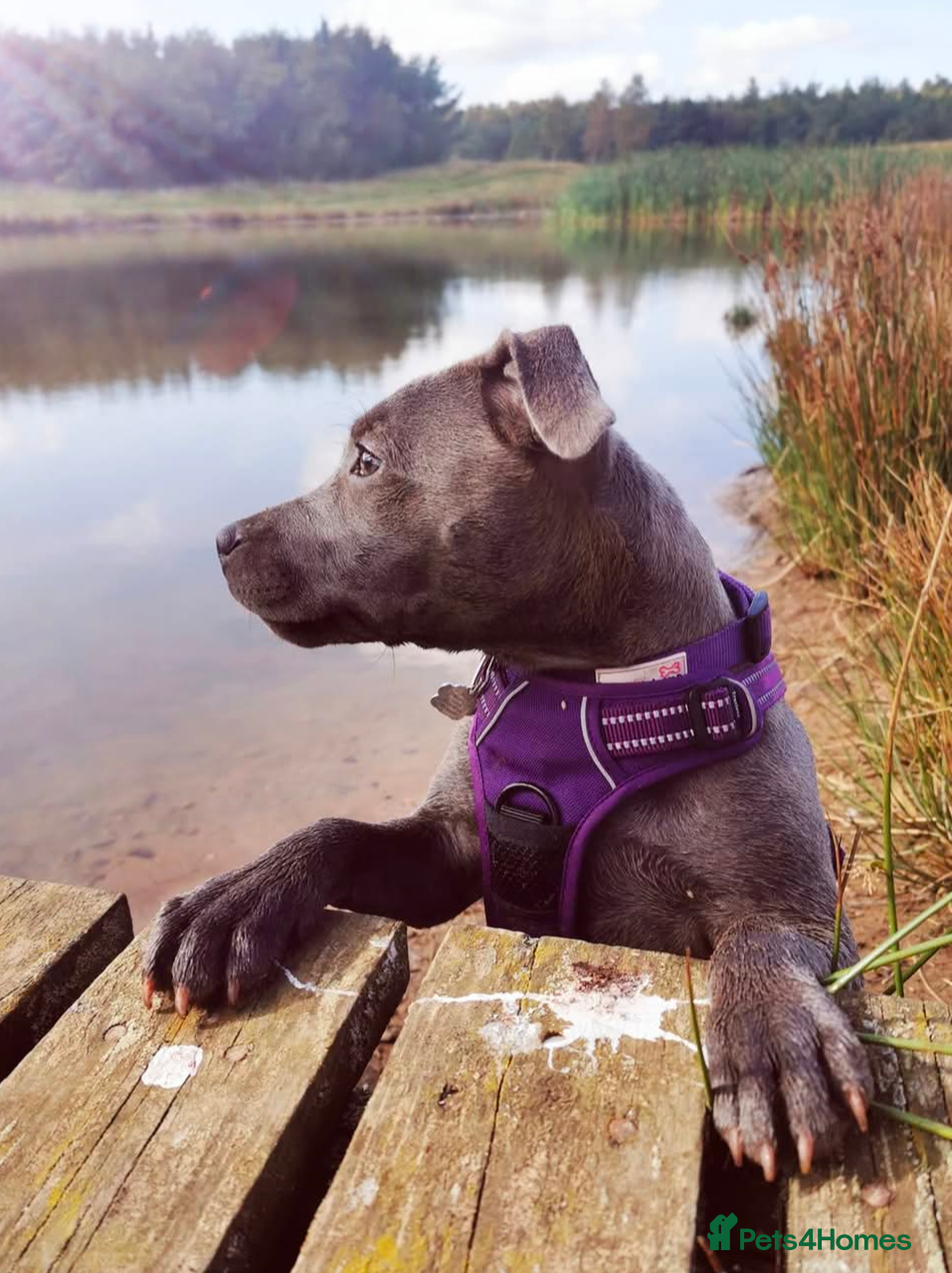 Staffordshire Bull Terrier dogs **CHAMPION VALGLO BLOODLINE STAFFORD LITTER** - Advert 3