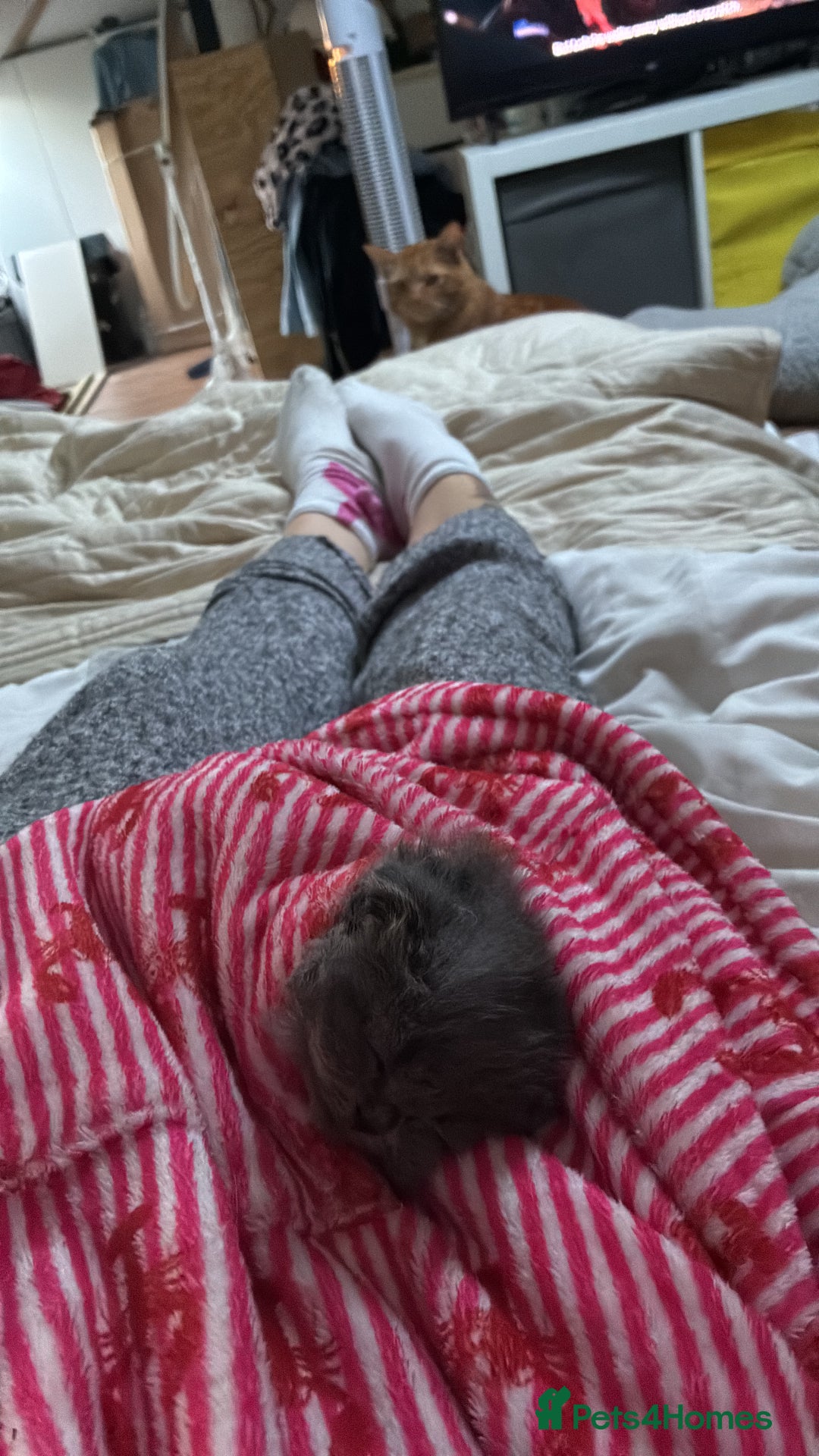 Scottish Fold cats for sale: 6 beautiful Scottish fold kittens - Advert 19