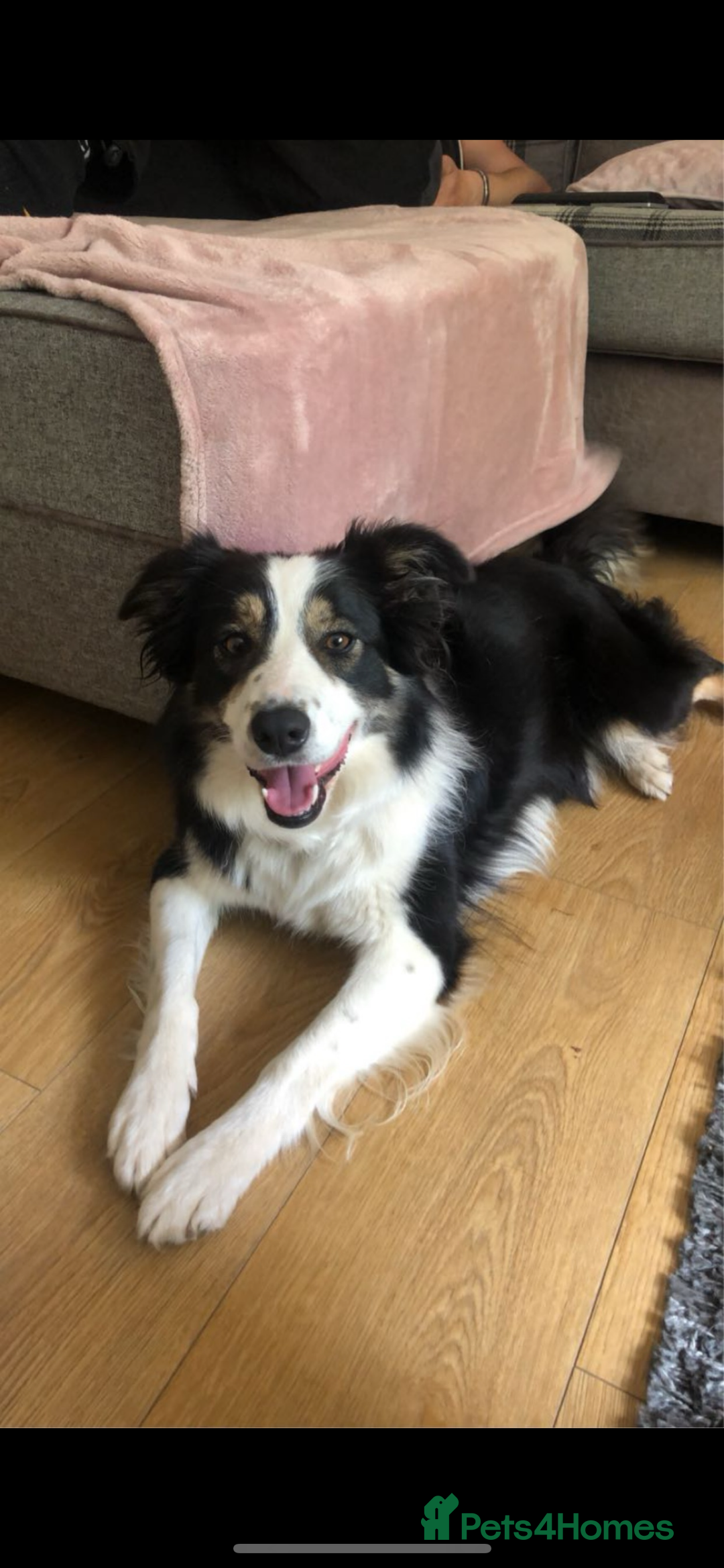Border Collie dogs for sale: PEDIGREE ISDS & KC BORDER COLLIE PUPS - Image 37