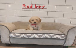 Poochon dogs for sale: Poochon puppies 🥰 - Image 19