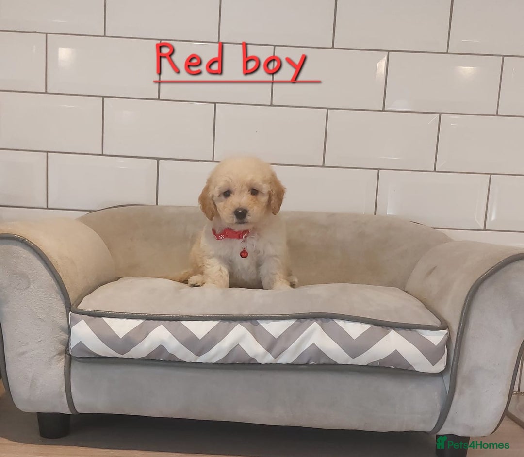 Poochon dogs for sale: Poochon puppies 🥰 - Image 19