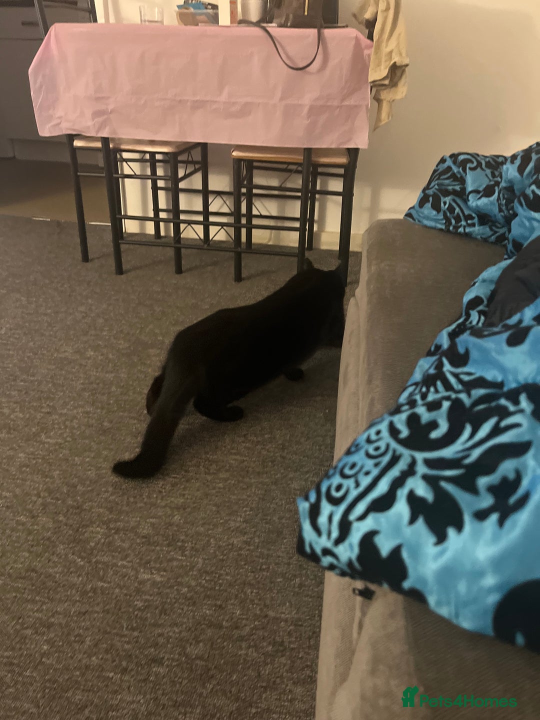 British Shorthair cats for sale: FREE 2 month old kitten - Image 8