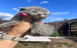 British Shorthair cats for sale: British Shorthair  - Image 13