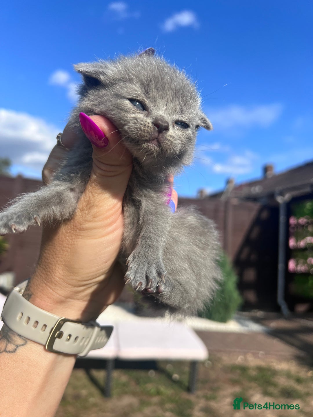 British Shorthair cats for sale: British Shorthair  - Image 13