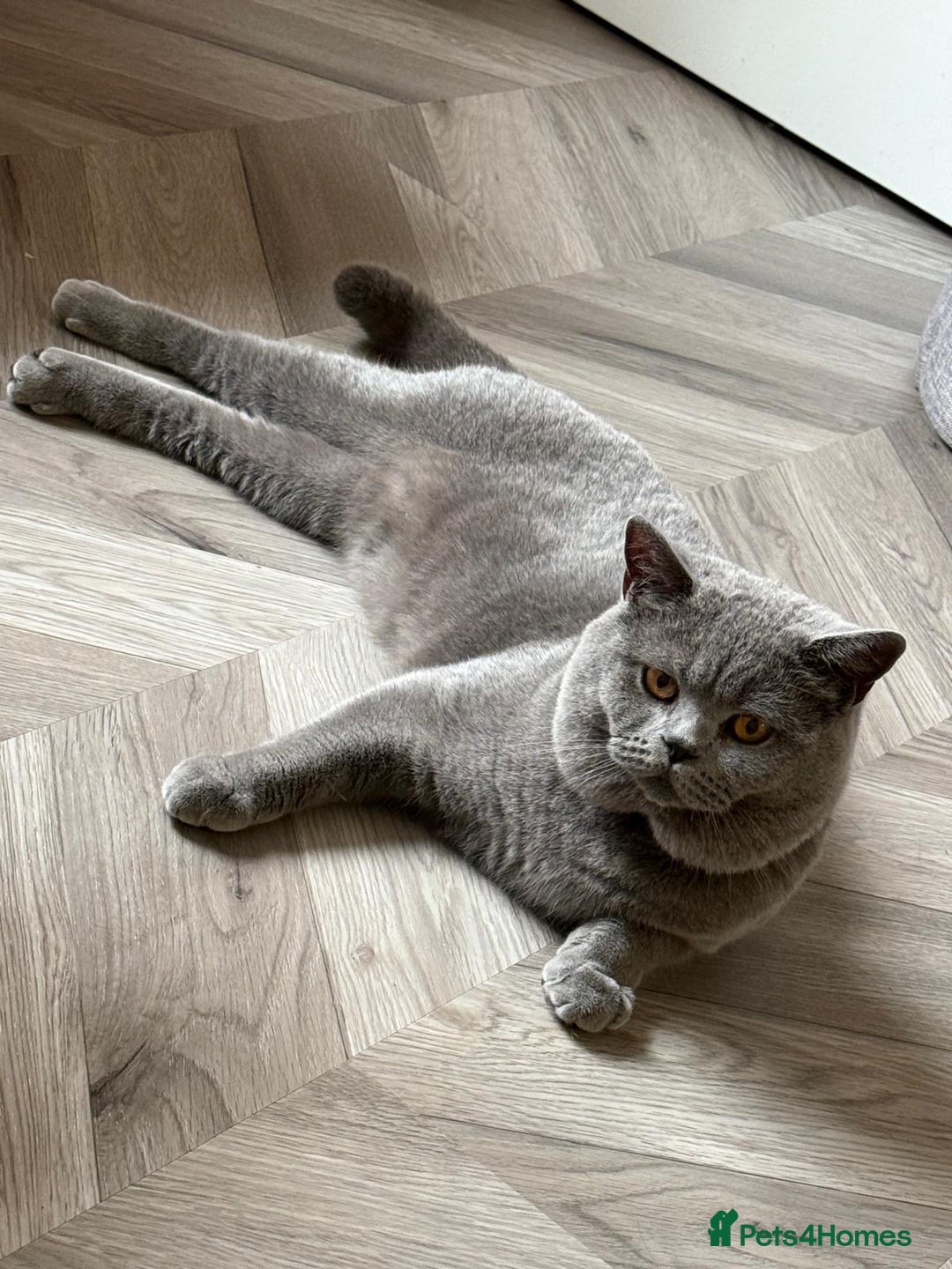British Shorthair cats for sale: British shorthair fold - Image 7