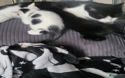 Mixed Breed cats for sale: Playful kittens  - Image 5