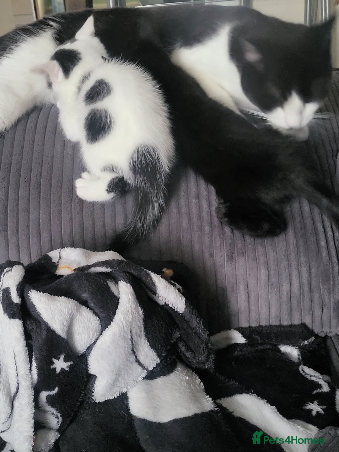 Mixed Breed cats for sale: Playful kittens  - Image 5