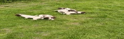 English Springer Spaniel dogs for sale: Quality ESS Puppies for Sale - Advert 6