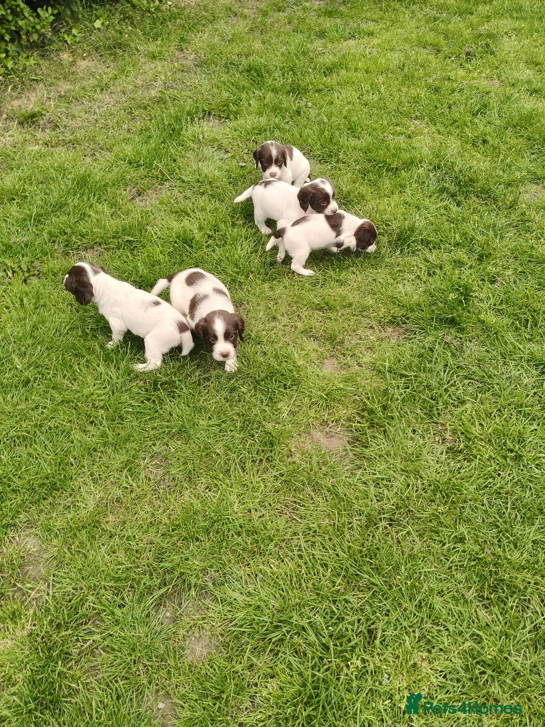 English Springer Spaniel dogs for sale: Quality ESS Puppies for Sale - Advert 6