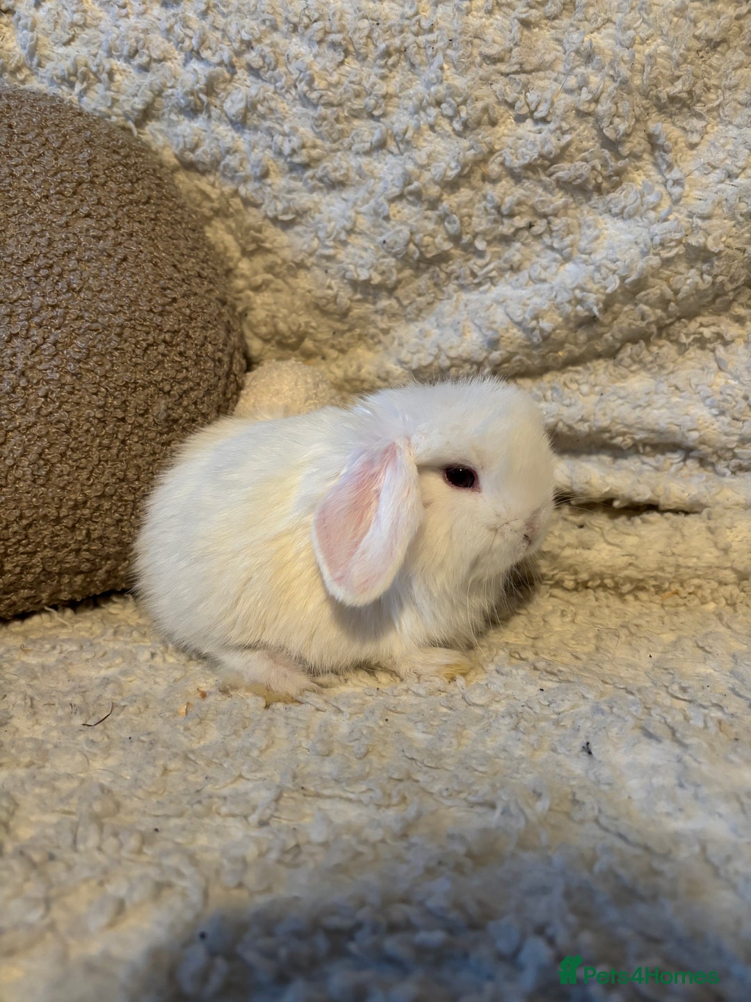 Mini Lop rabbits for sale: Mini lop babies 🫶🏻 ready to reserve ✨ - Image 8