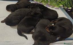 Rottweiler dogs for sale: Purebred Rottweiler Puppies Family Raised! 🐾 - Image 6