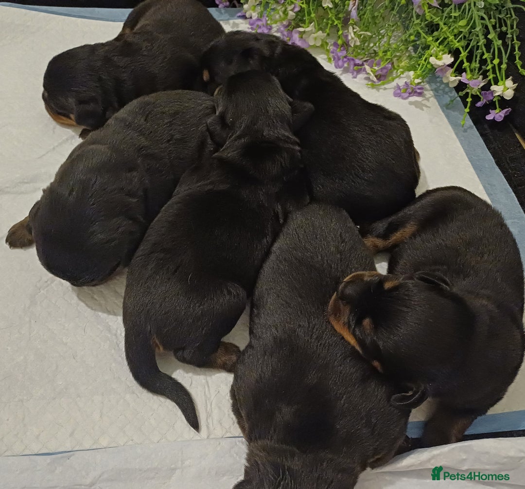 Rottweiler dogs for sale: Purebred Rottweiler Puppies Family Raised! 🐾 - Image 6