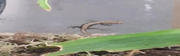 Gecko reptiles for sale: Baby Mourning geckos  - Advert 1