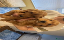 Cockapoo dogs for sale: F1 Cockapoo pups for sale  - Image 10