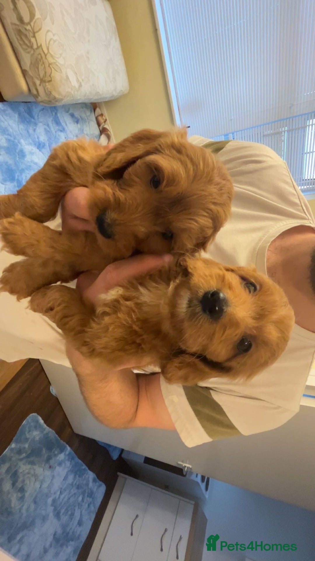 Cockapoo dogs for sale: F1 Cockapoo pups for sale  - Image 10