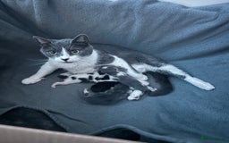 European cats for sale: 3 beautiful kittens left  - Image 3
