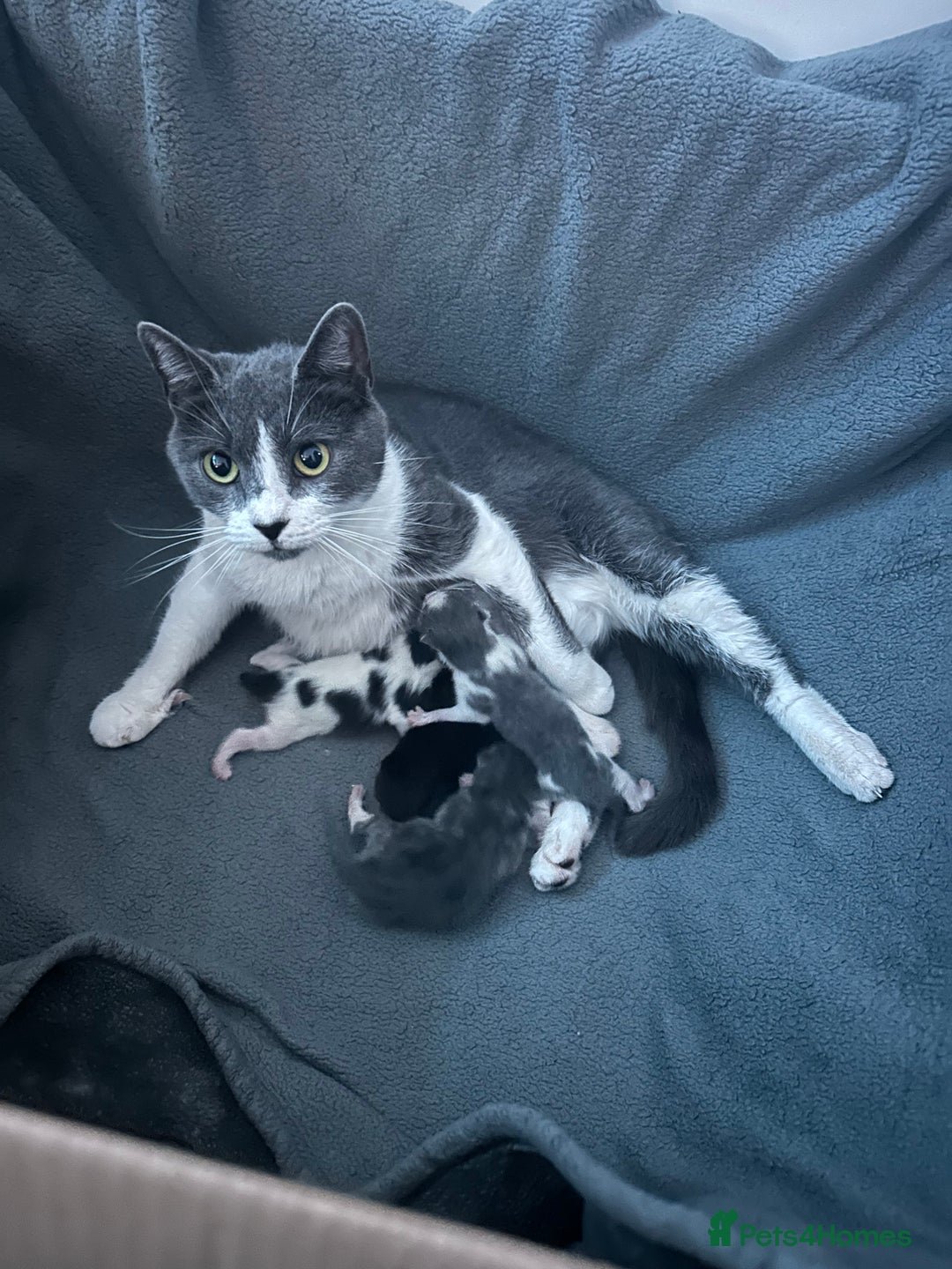 European cats for sale: 3 beautiful kittens left  - Image 3