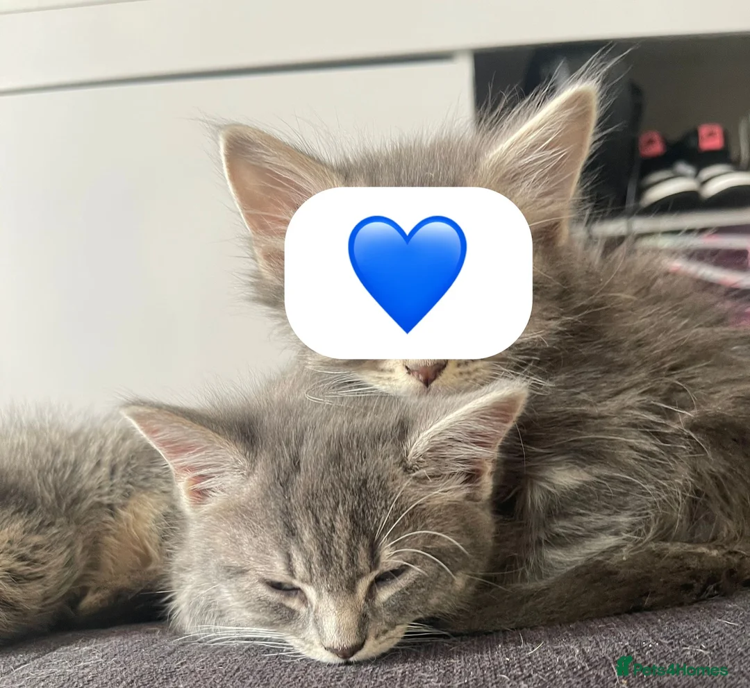 Mixed Breed cats for sale: 2 beautiful kittens💙 - Advert 4