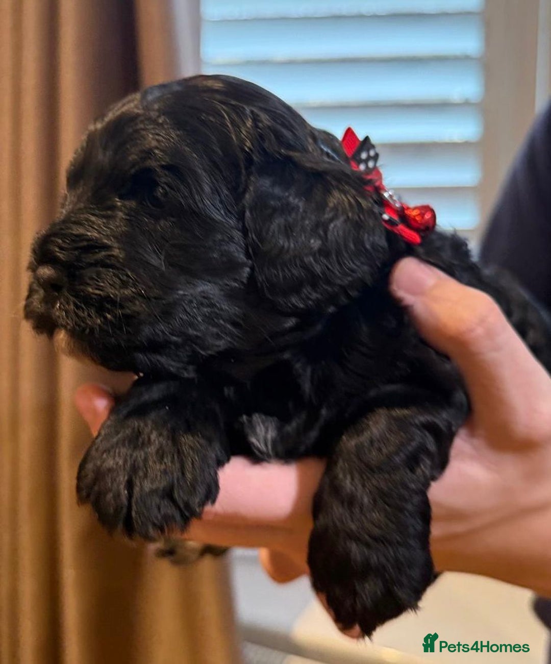 Cavapoo dogs for sale: Black Cavapoo F1 girl available 🐾👸 - Advert 11