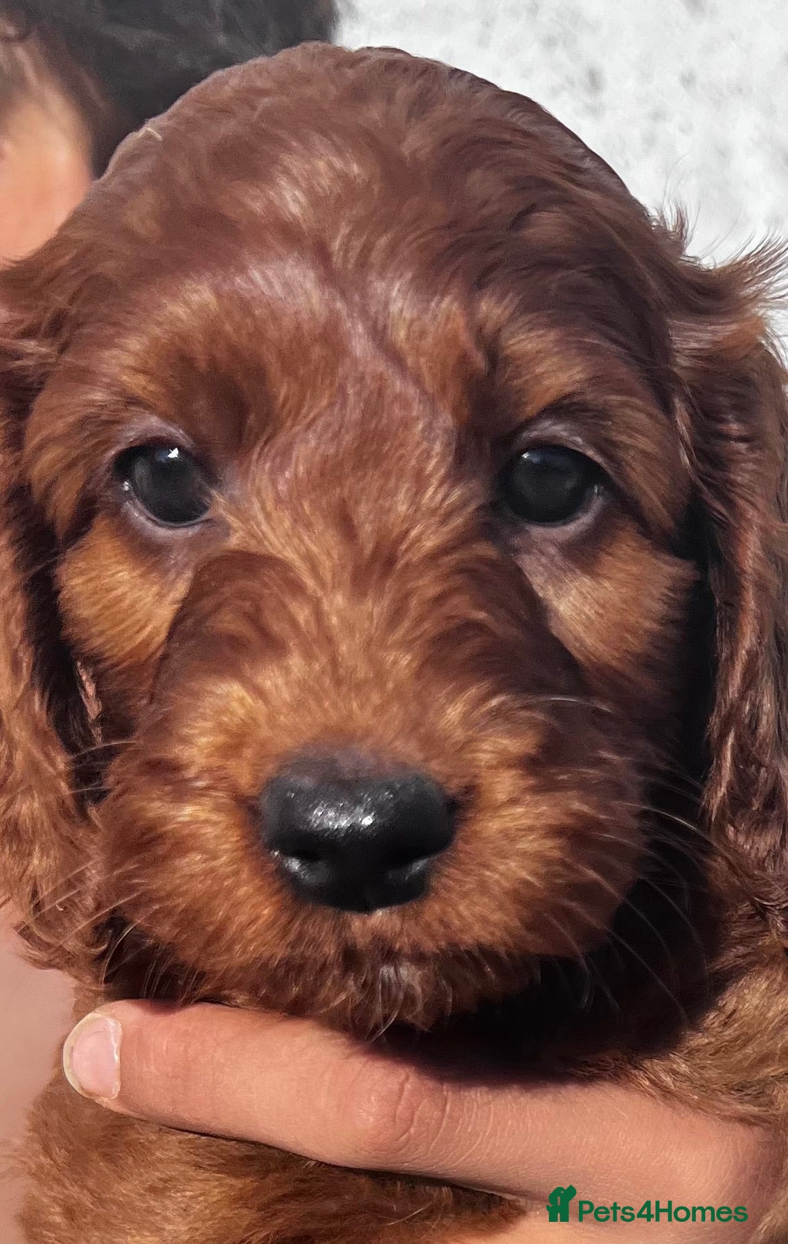 Irish Doodle dogs Doodles Miniature Poodle cross Irish Red Setter,  - Advert 2