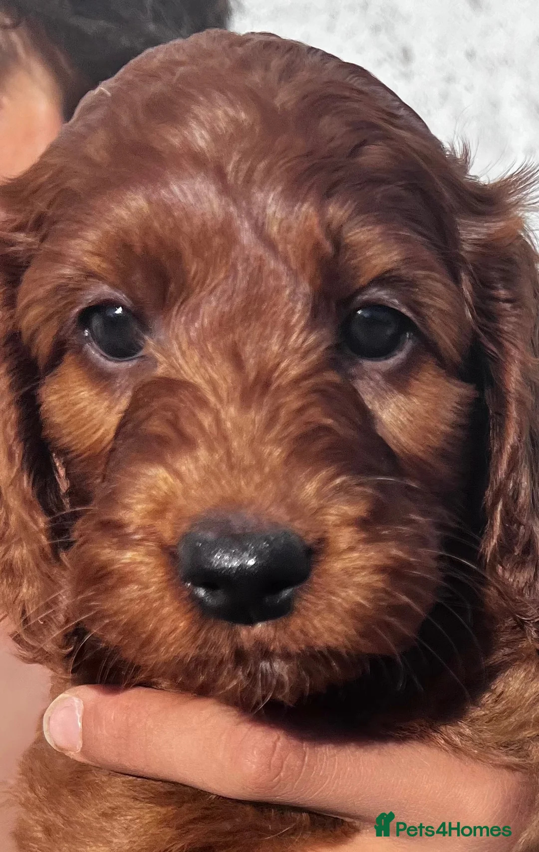 Irish Doodle dogs for sale: Doodles Miniature Poodle cross Irish Red Setter,  - Advert 1