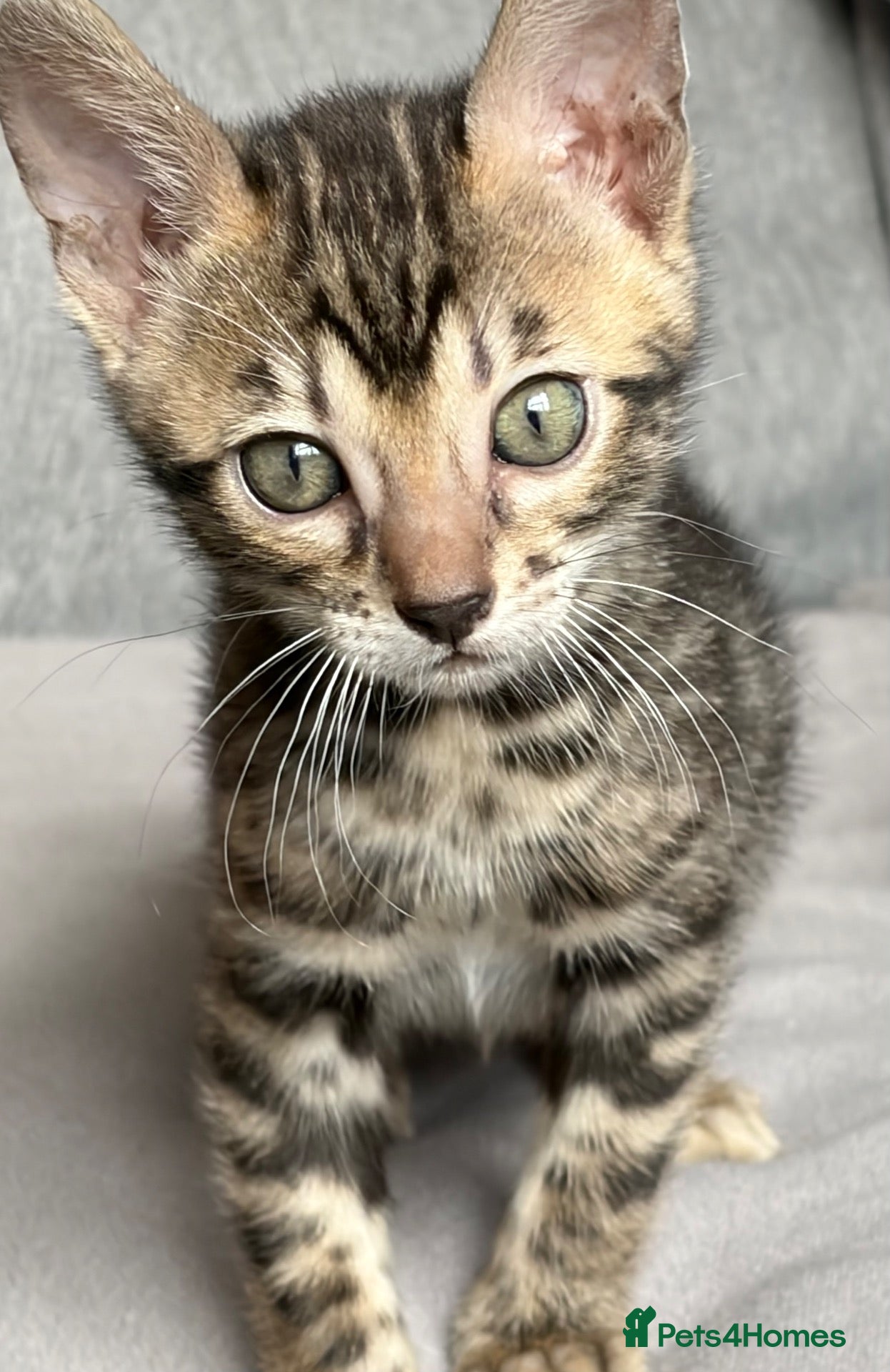Bengal cats 4 gorgeous female Bengal kittens ready to reserve - Advert 1