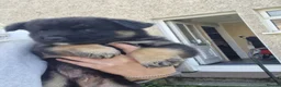 Mixed Breed dogs for sale: Miss  - Advert 8