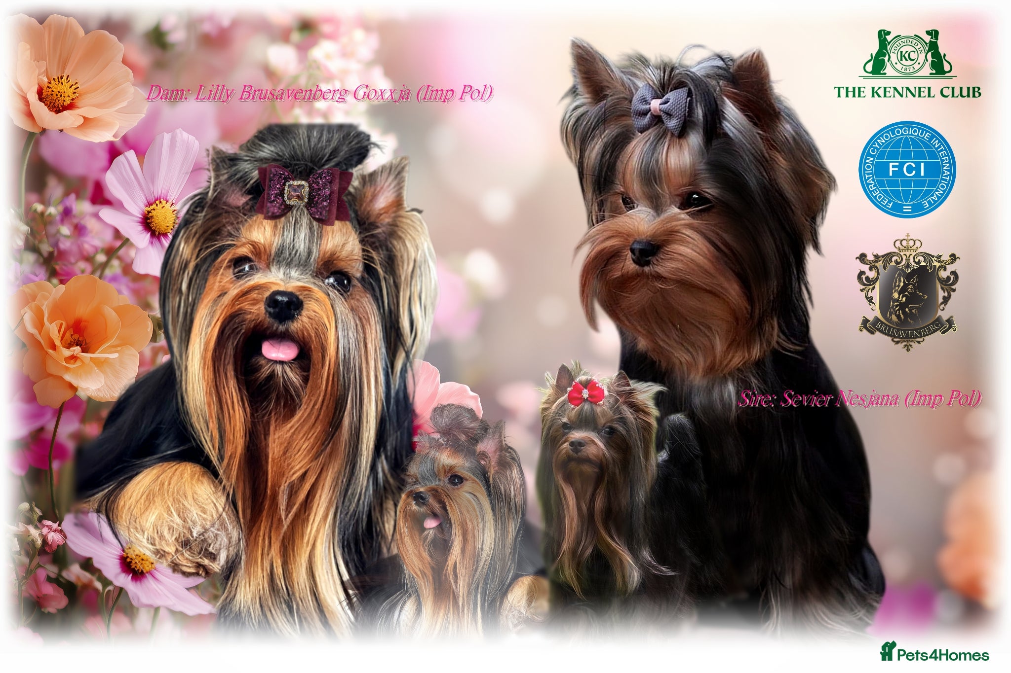 Yorkshire Terrier dogs YORKSHIRE TERRIERS DUE 28 May DNA TESTED PARENTS - Advert 16