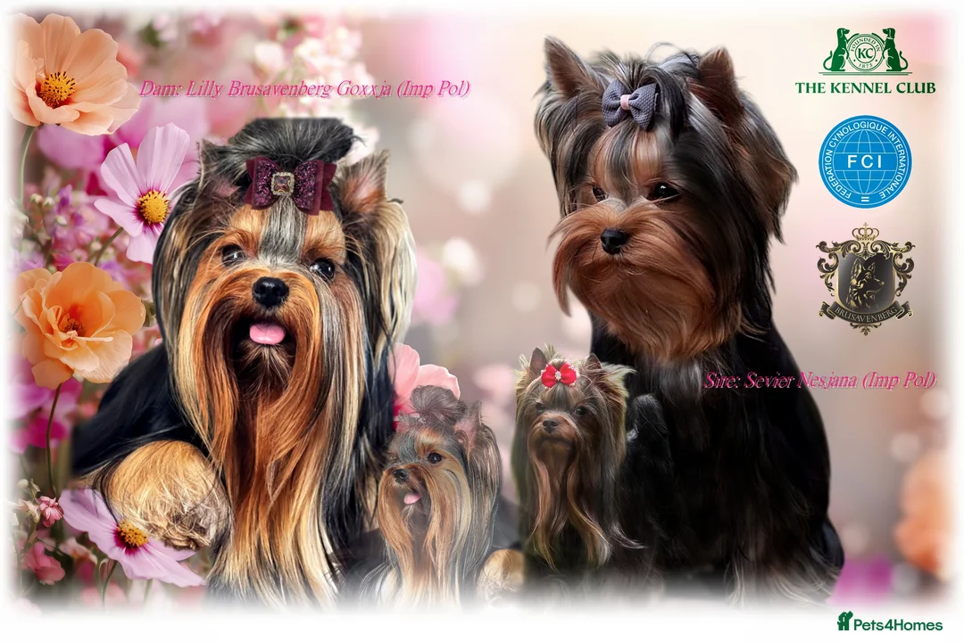 Yorkshire Terrier dogs for sale: YORKSHIRE TERRIERS DNA TESTED PARENTS - Advert 1