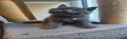 British Shorthair cats for sale: Blue British Shorthair  - Advert 22