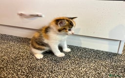 Mixed Breed cats for sale: 5 beautiful kittens for sale  - Image 8