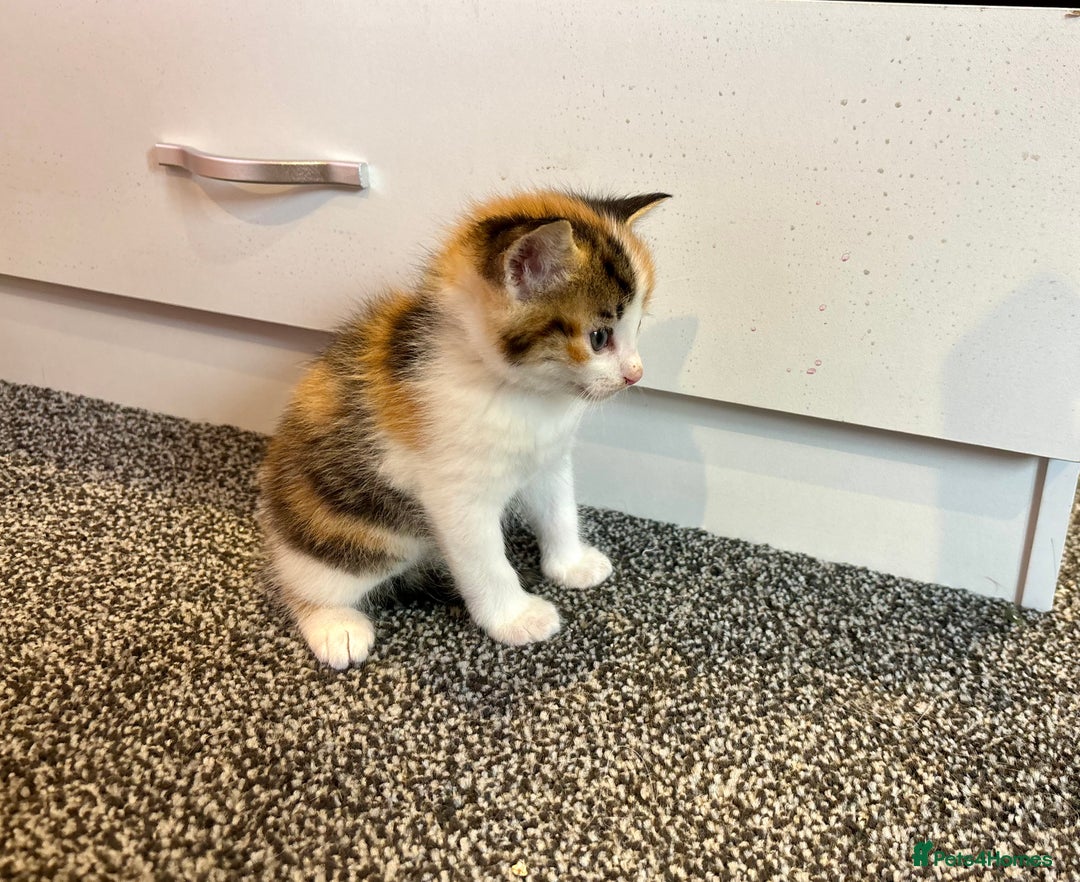 Mixed Breed cats for sale: 5 beautiful kittens for sale  - Image 8