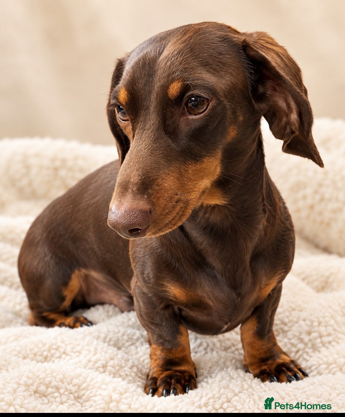 Miniature Dachshund dogs For stud duties only - Advert 1