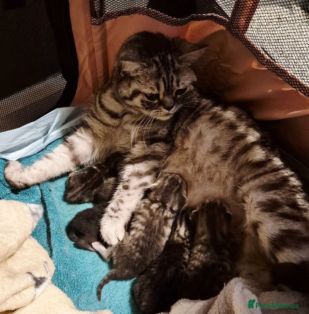 British Shorthair cats for sale: Silver tabby british short hair kittens in Mansfield - Advert 5