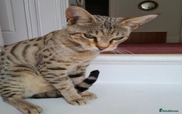 Savannah cats for sale: Pedigree Early generation TICA Reg Savannah Lady in Darlington - Image 28
