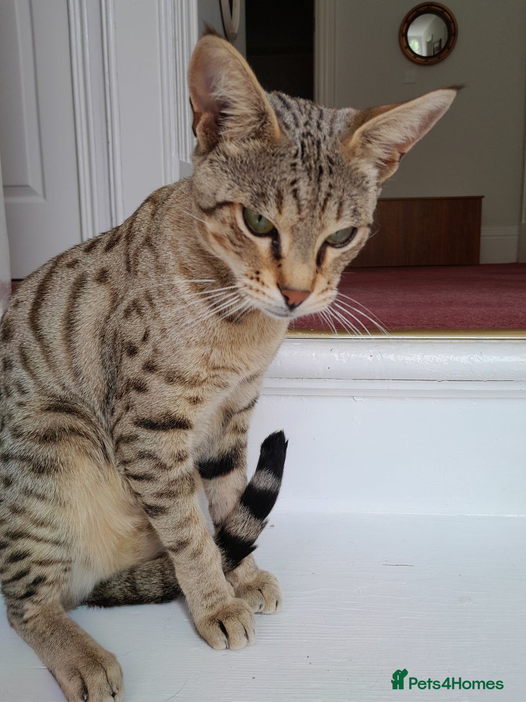 Savannah cats for sale: Pedigree Early generation TICA Reg Savannah Lady in Darlington - Image 28