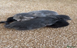Mixed Breed cats for sale: Three Gorgeous Kittens - Image 23