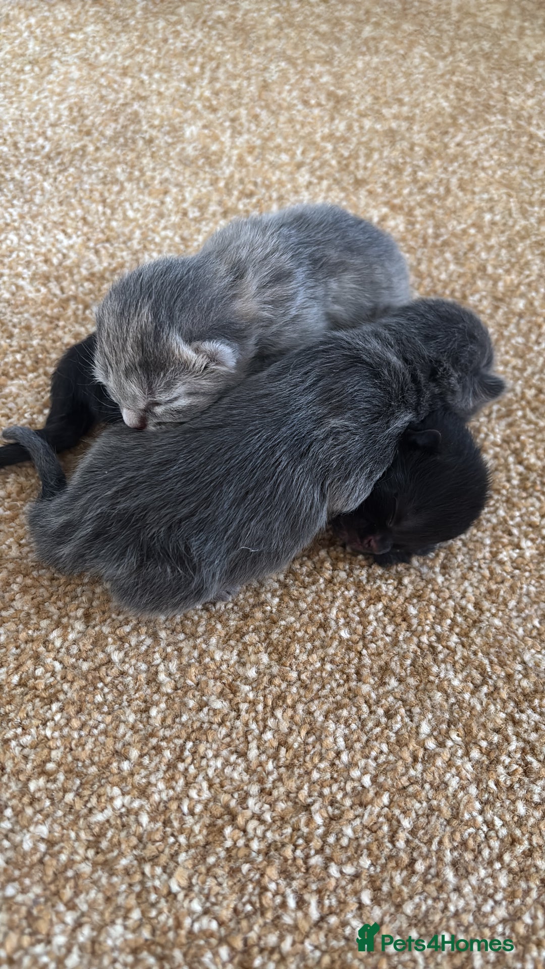 Mixed Breed cats for sale: Three Gorgeous Kittens - Image 23