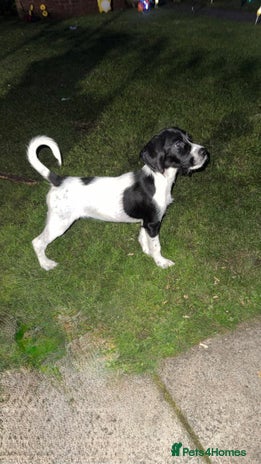 English Springer Spaniel dogs - Advert 9