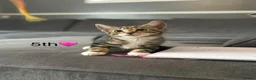 Mixed Breed cats for sale: Kittens  in Grantham - Advert 3