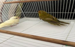 Parakeets birds for sale: Young female kakariki  - Advert 15