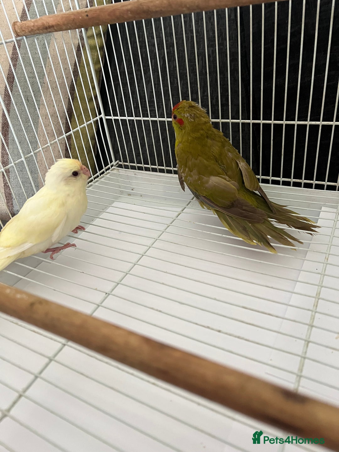 Parakeets birds for sale: Young female kakariki  - Advert 15