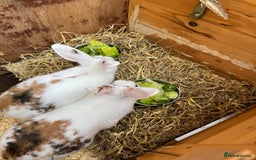 Mini Lop rabbits for sale: 2 x mini lop female rabbits for sale £60 - Image 6