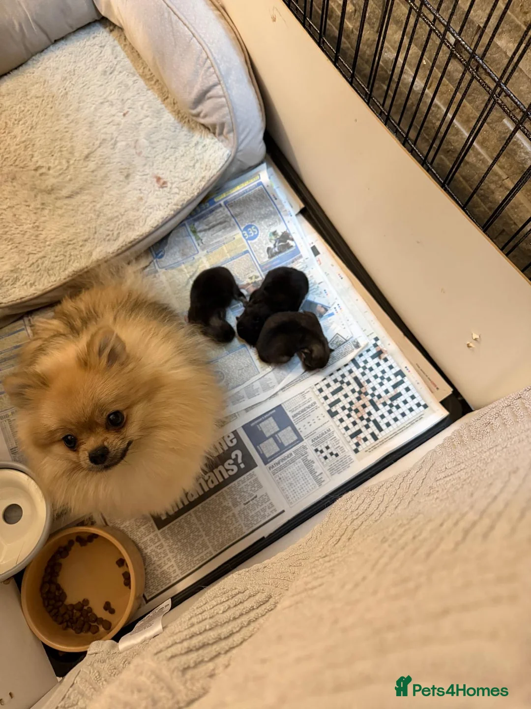 Pomeranian dogs for sale: Stunning litter of pedigree Pomeranians.  - Advert 2