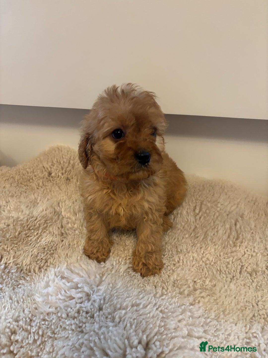 Cavapoo dogs for sale: Beautiful Red Cavapoo puppies for sale  - Advert 7